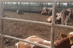 开云体育入口-里尔青年才俊表现亮眼，成球队新希望的简单介绍